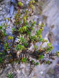 Veronica colostylis. Leafy branches. Moke Ck, Otago.
 Image: P.J. Garnock-Jones © Te Papa CC-BY-NC 3.0 NZ